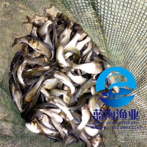 長江鳙魚苗圖片