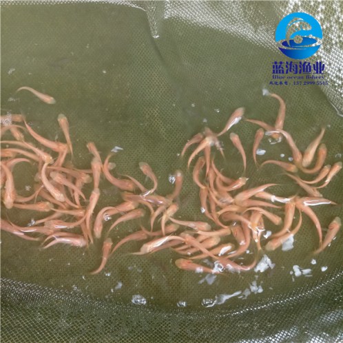 金鳙魚苗批發(fā)價(jià)格