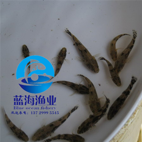 湛江泰國筍殼魚苗