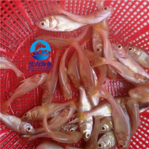 金花鰱魚苗怎么養殖