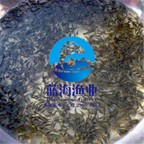 團(tuán)頭魴魚苗怎么養(yǎng)殖