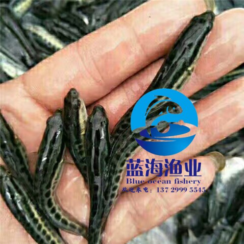 信宜烏魚(yú)苗