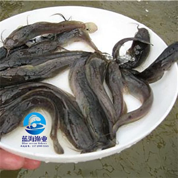 埃及塘鲺魚苗圖片