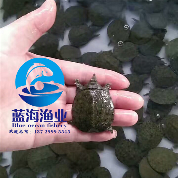 澄海團魚苗報價