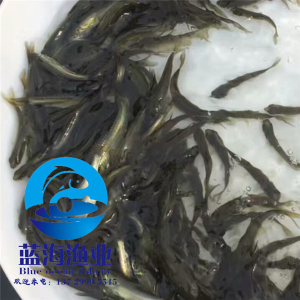 汕頭淡水鯧魚(yú)苗