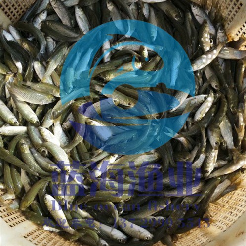 淡水鯧魚苗多少錢一條