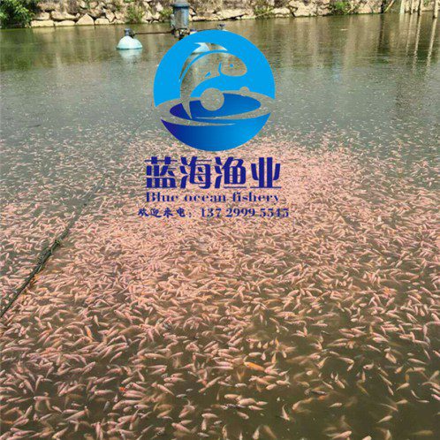開平長江鯇魚苗