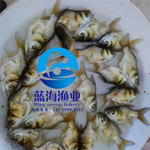 哪有超級鯽魚苗價格