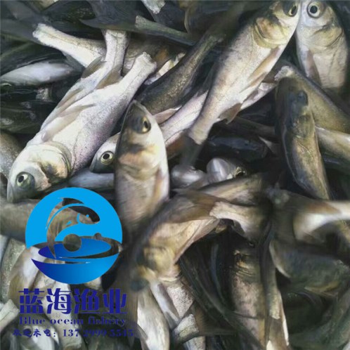 哪里有須魚歲魚苗圖片