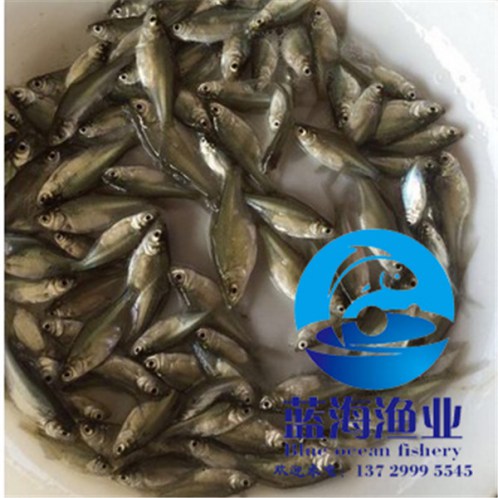 臺灣泥鰍魚苗怎么養(yǎng)殖