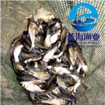 大头鱼苗多少钱一条