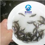 杂交太阳鱼苗价钱