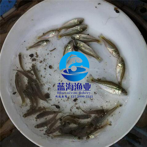 淡水鱸魚苗價(jià)格是多少