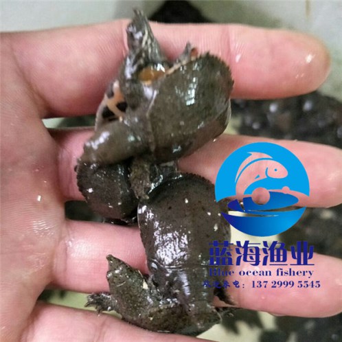 潮州大鱗鲃魚苗