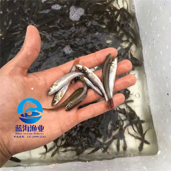 連州藍鰓太陽魚苗多少錢