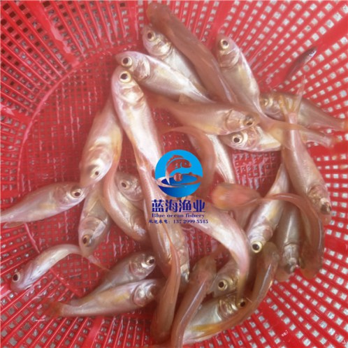 哪里有金花鰱魚苗批發