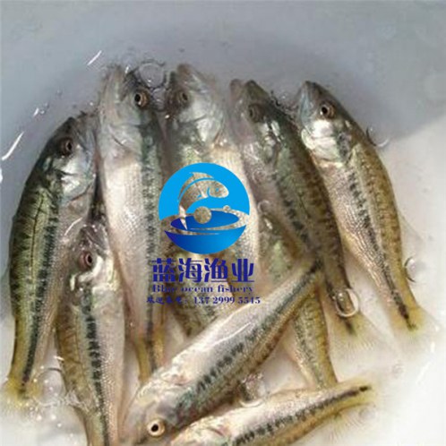 青魚(yú)苗價(jià)格是多少