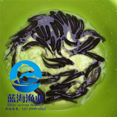 哪里有大鱗鲃魚苗哪里有賣