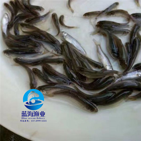 哪有大鱗鲃魚苗養殖