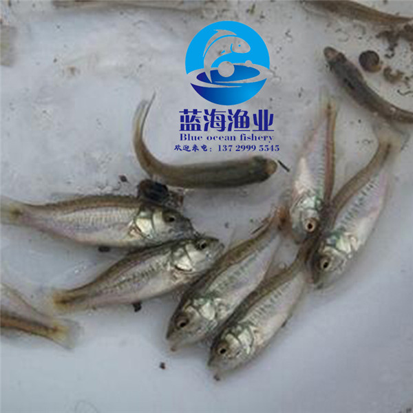 哪有長江黑鯇魚苗圖片