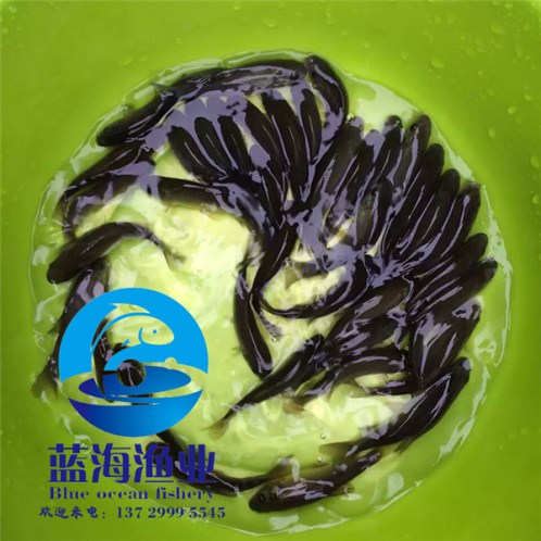 哪有須魚歲魚苗批發價格