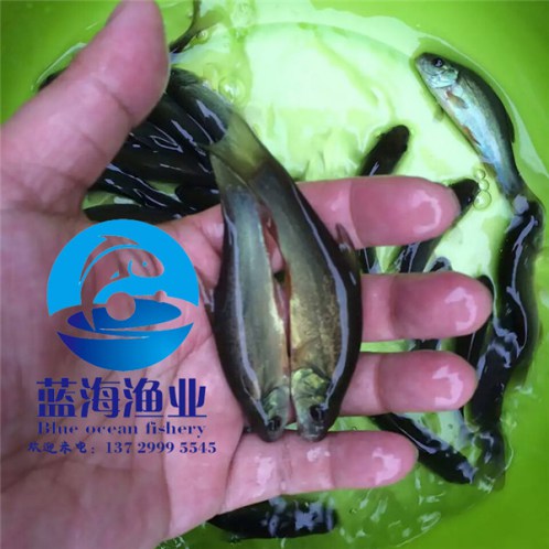 丁鱥魚苗多少錢