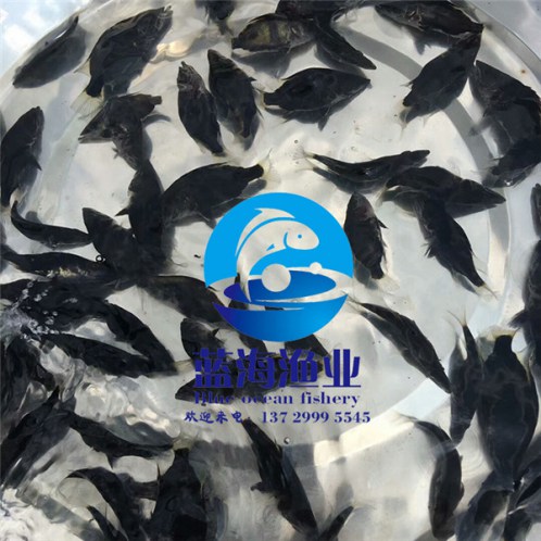 鴨嘴魚苗廠家