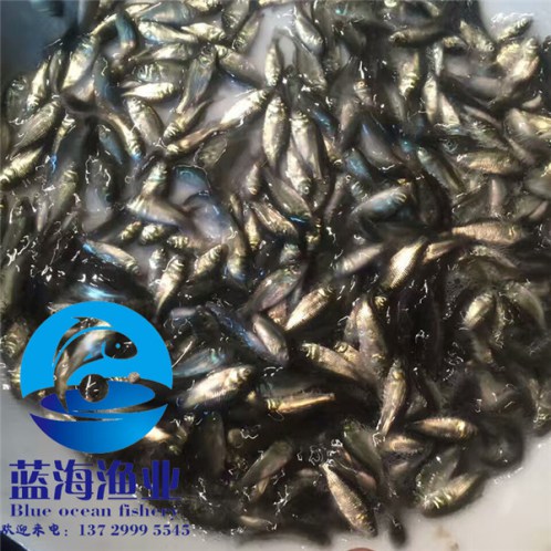 澄海超級鯽魚苗