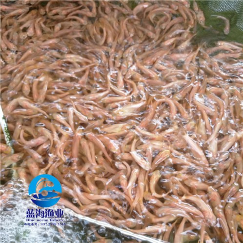 烏魚苗價格是多少
