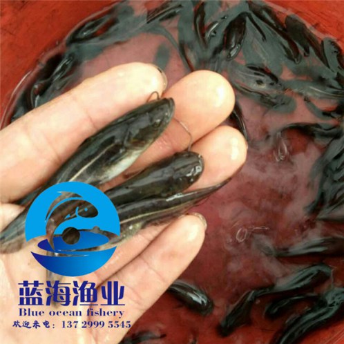 揭陽南方雜交大口鯰魚苗價格