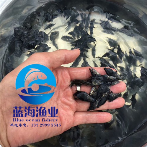 哪里有花鯽魚(yú)苗圖片