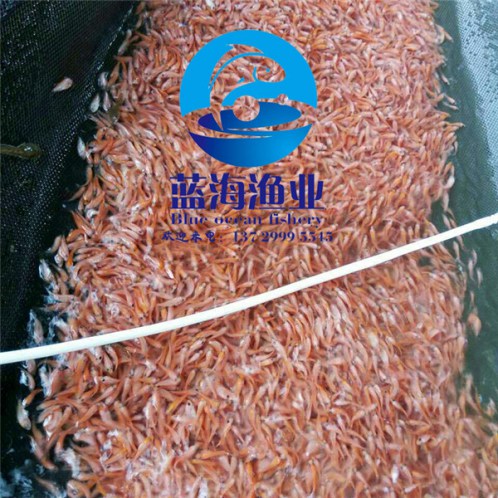 紅羅非魚(yú)苗廠家