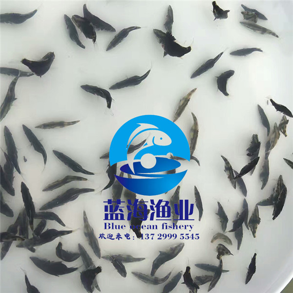 哪有桂花魚苗怎么養(yǎng)殖