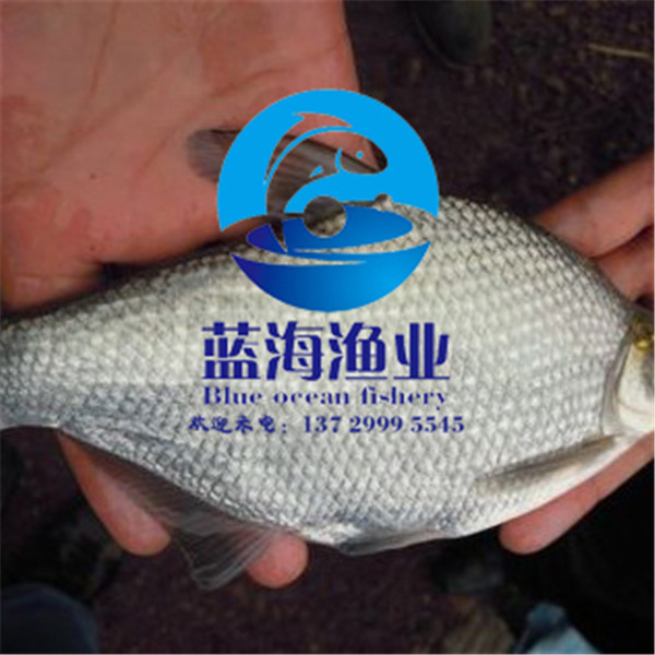 臺(tái)灣泥鰍魚苗價(jià)錢