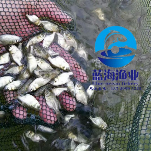 彩虹鯛魚苗價格