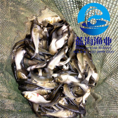 陸豐花鰱魚苗價(jià)格