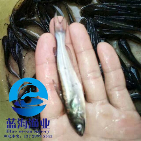 韶關(guān)斑點叉尾鮰魚苗多少錢