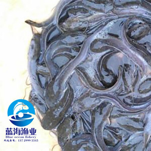 革胡子鯰魚苗苗養(yǎng)殖技術(shù)