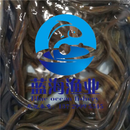 湛江臺(tái)灣泥鰍魚苗