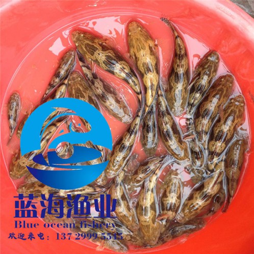 鴨嘴魚苗批發