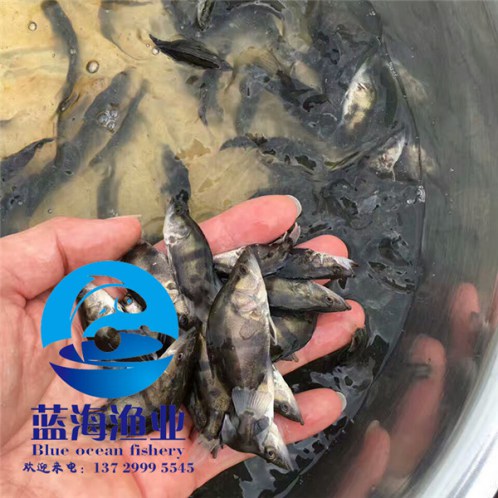 金花鰱魚(yú)苗多少錢(qián)