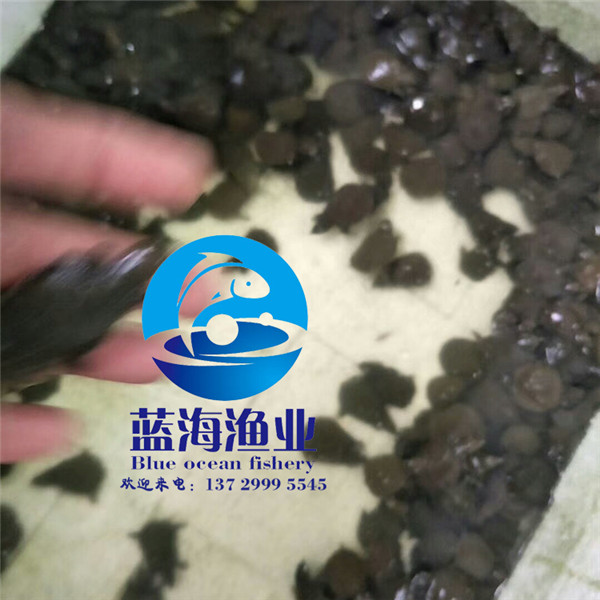 哪有鰻魚苗多少錢一尾