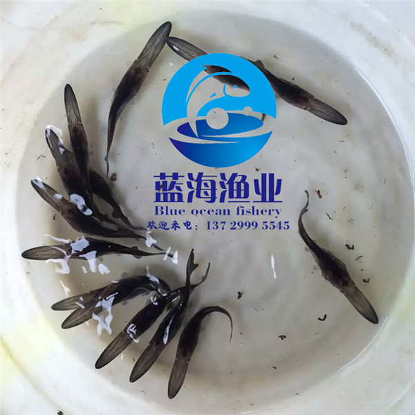 珠海美國匙吻鱘魚苗報價