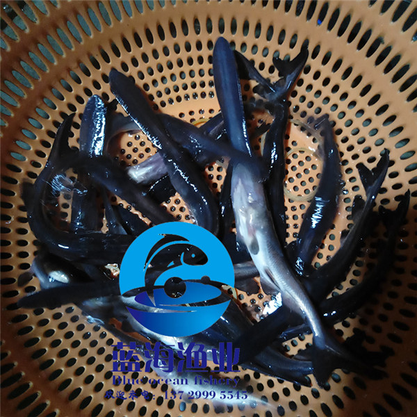 生魚苗養(yǎng)殖