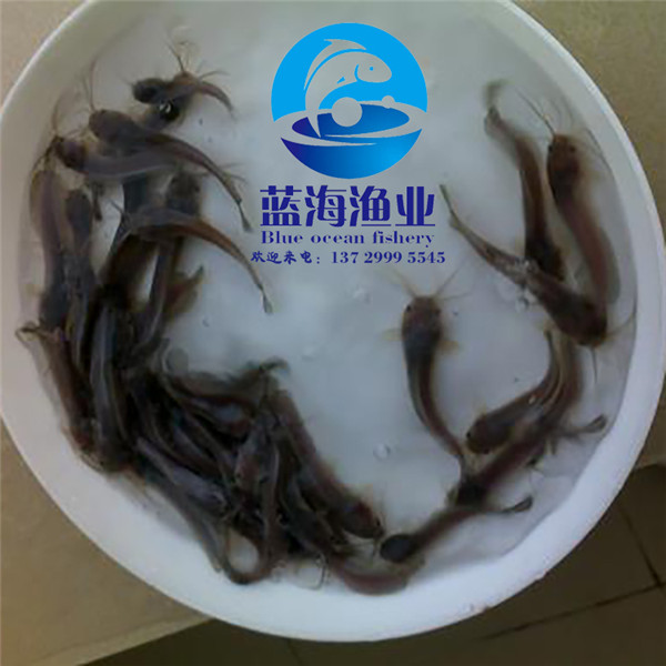 陸豐本地塘虱魚苗價格