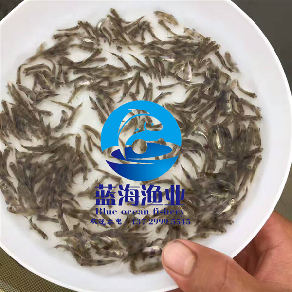 哪有青魚苗圖片