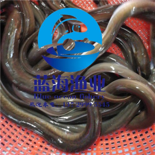 哪有甲魚苗價(jià)格是多少