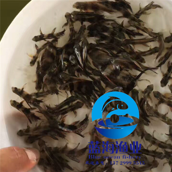 胭脂魚苗廠家