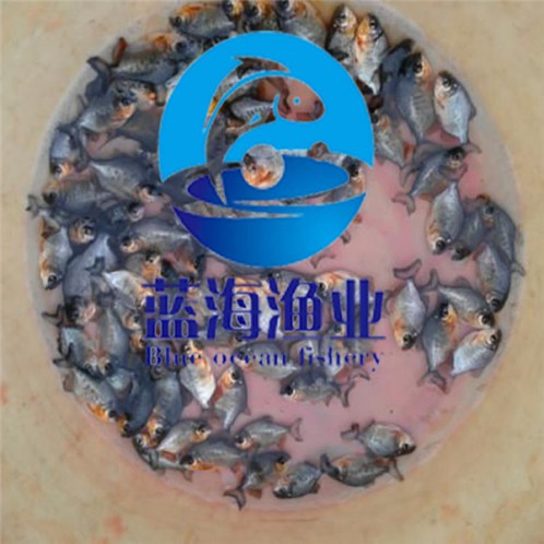 淡水白鯧魚(yú)苗圖片