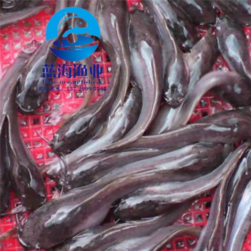 哪有埃及塘鲺魚苗多少錢一尾